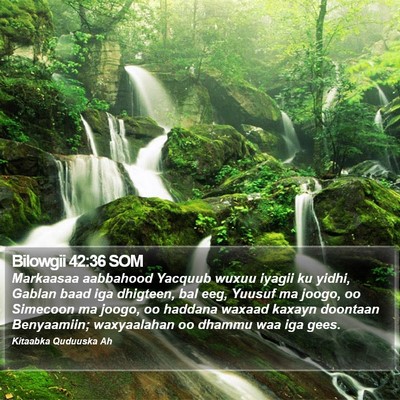 Bilowgii 42:36 SOM Bible Verse Image