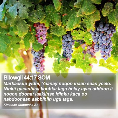 Bilowgii 44:17 SOM Bible Verse Image