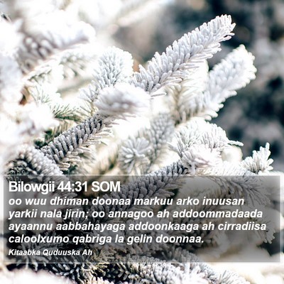 Bilowgii 44:31 SOM Bible Verse Image