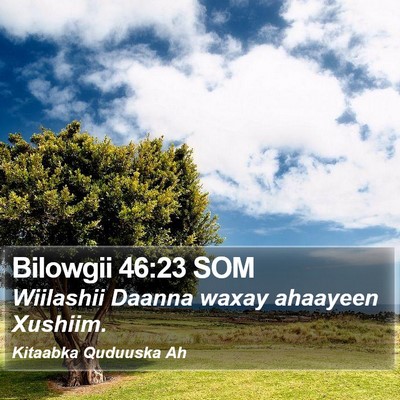 Bilowgii 46:23 SOM Bible Verse Image