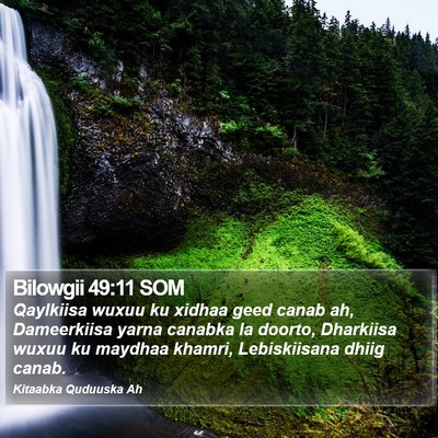 Bilowgii 49:11 SOM Bible Verse Image
