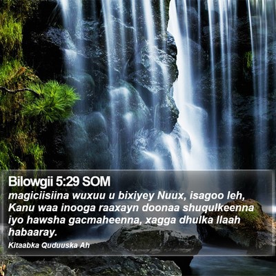 Bilowgii 5:29 SOM Bible Verse Image
