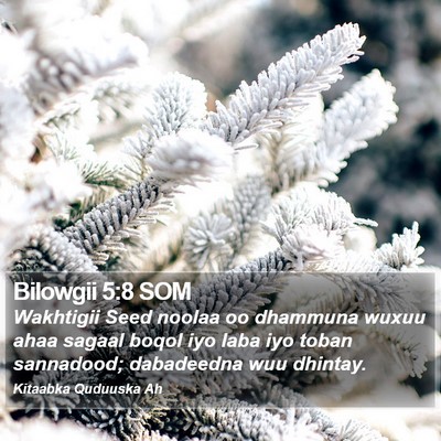 Bilowgii 5:8 SOM Bible Verse Image