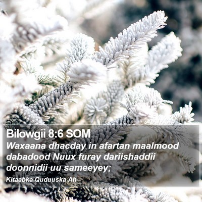 Bilowgii 8:6 SOM Bible Verse Image