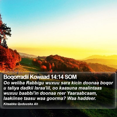 Boqorradii Kowaad 14:14 SOM Bible Verse Image