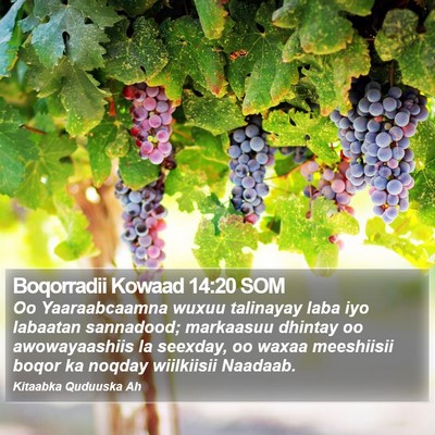 Boqorradii Kowaad 14:20 SOM Bible Verse Image