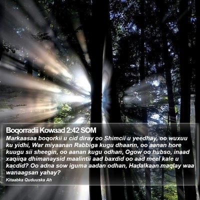 Boqorradii Kowaad 2:42 SOM Bible Verse Image