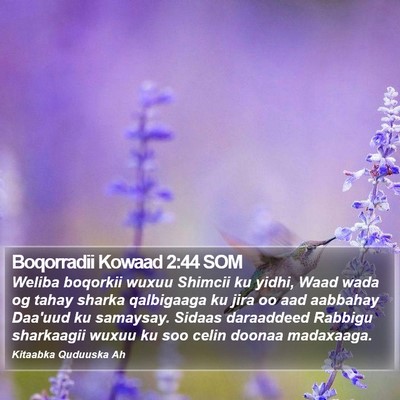Boqorradii Kowaad 2:44 SOM Bible Verse Image