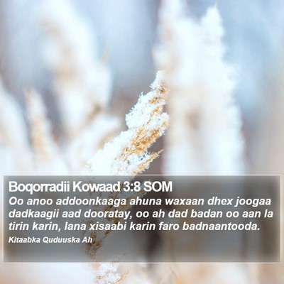 Boqorradii Kowaad 3:8 SOM Bible Verse Image