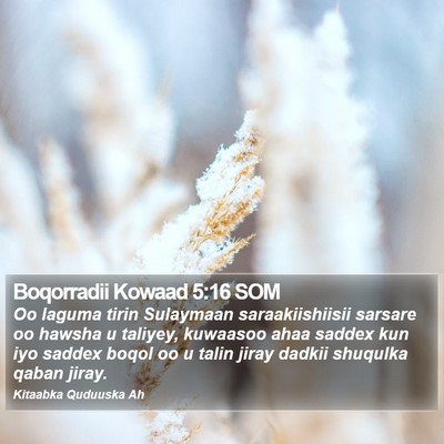 Boqorradii Kowaad 5:16 SOM Bible Verse Image