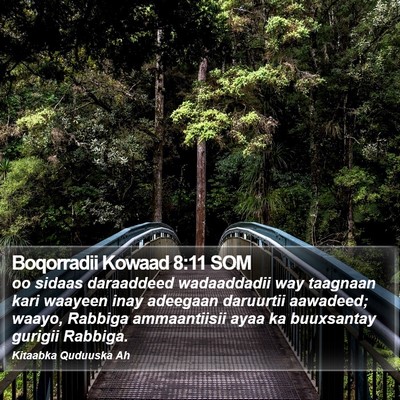 Boqorradii Kowaad 8:11 SOM Bible Verse Image