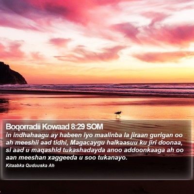Boqorradii Kowaad 8:29 SOM Bible Verse Image