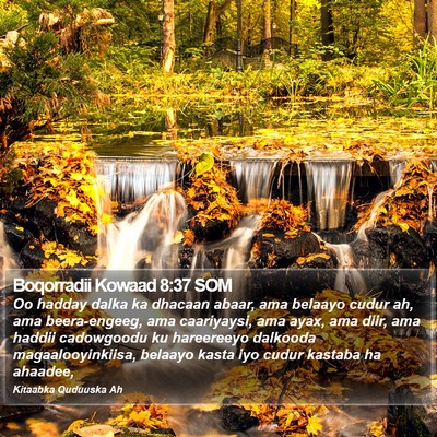 Boqorradii Kowaad 8:37 SOM Bible Verse Image