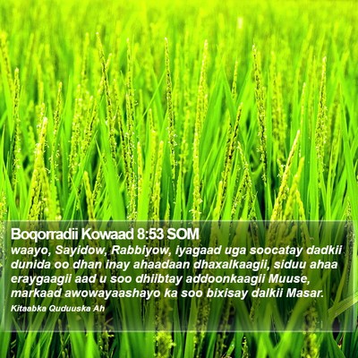 Boqorradii Kowaad 8:53 SOM Bible Verse Image