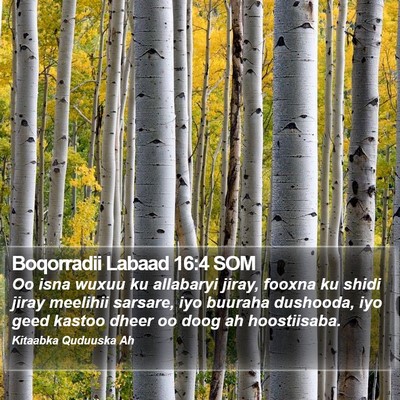 Boqorradii Labaad 16:4 SOM Bible Verse Image