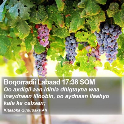Boqorradii Labaad 17:38 SOM Bible Verse Image
