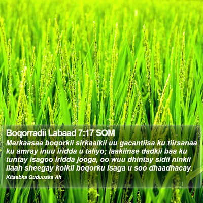 Boqorradii Labaad 7:17 SOM Bible Verse Image