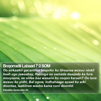 Boqorradii Labaad 7:2 SOM Bible Verse Image