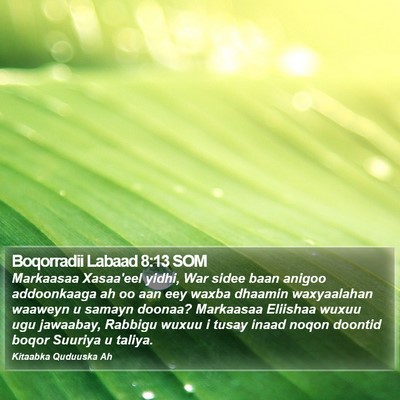 Boqorradii Labaad 8:13 SOM Bible Verse Image
