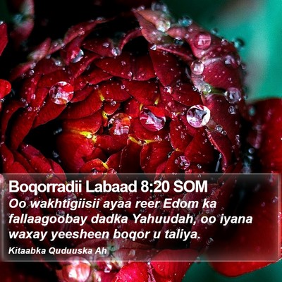 Boqorradii Labaad 8:20 SOM Bible Verse Image