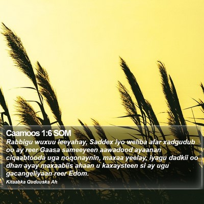 Caamoos 1:6 SOM Bible Verse Image