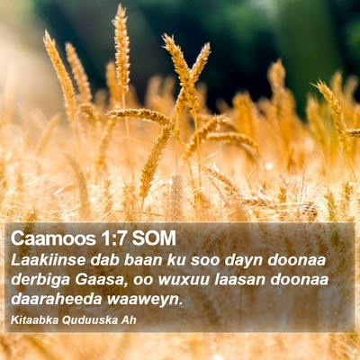 Caamoos 1:7 SOM Bible Verse Image