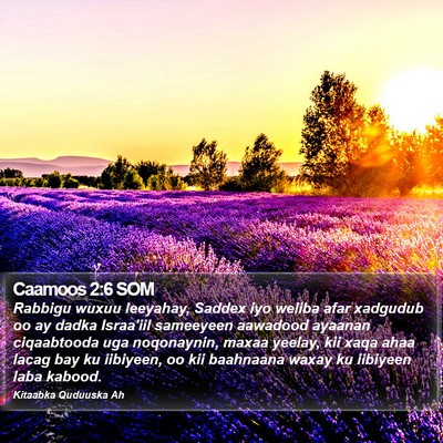 Caamoos 2:6 SOM Bible Verse Image