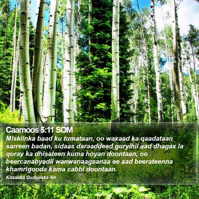 Caamoos 5:11 SOM Bible Verse Image