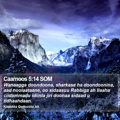 Caamoos 5:14 SOM Bible Verse Image