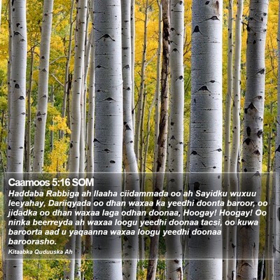 Caamoos 5:16 SOM Bible Verse Image