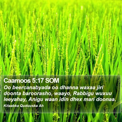 Caamoos 5:17 SOM Bible Verse Image