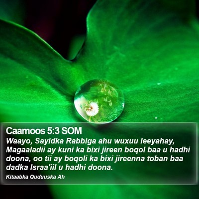 Caamoos 5:3 SOM Bible Verse Image