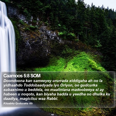Caamoos 5:8 SOM Bible Verse Image