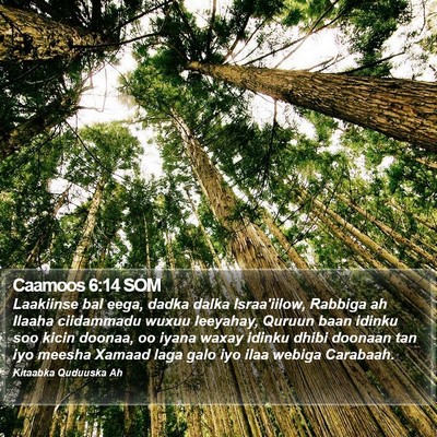 Caamoos 6:14 SOM Bible Verse Image