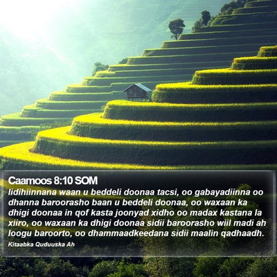 Caamoos 8:10 SOM Bible Verse Image