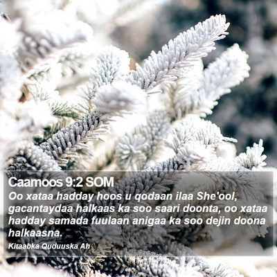 Caamoos 9:2 SOM Bible Verse Image