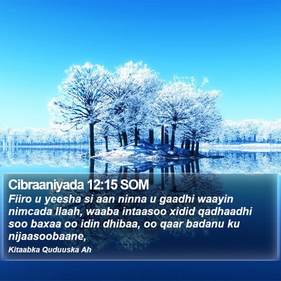 Cibraaniyada 12:15 SOM Bible Verse Image