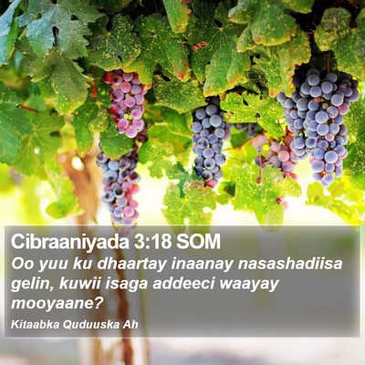 Cibraaniyada 3:18 SOM Bible Verse Image