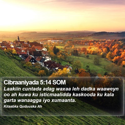 Cibraaniyada 5:14 SOM Bible Verse Image