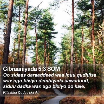 Cibraaniyada 5:3 SOM Bible Verse Image
