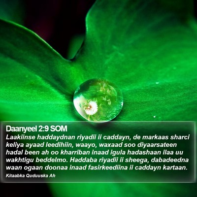 Daanyeel 2:9 SOM Bible Verse Image