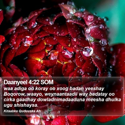 Daanyeel 4:22 SOM Bible Verse Image