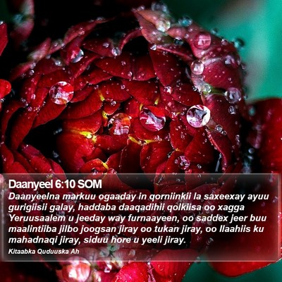 Daanyeel 6:10 SOM Bible Verse Image