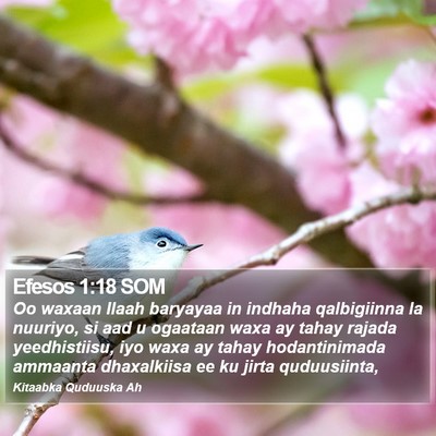 Efesos 1:18 SOM Bible Verse Image