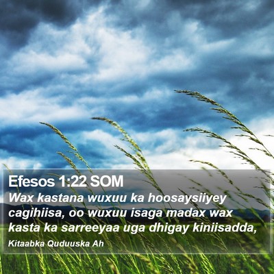 Efesos 1:22 SOM Bible Verse Image