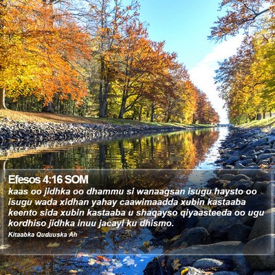 Efesos 4:16 SOM Bible Verse Image
