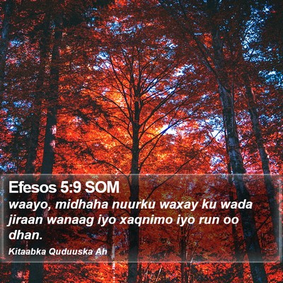 Efesos 5:9 SOM Bible Verse Image
