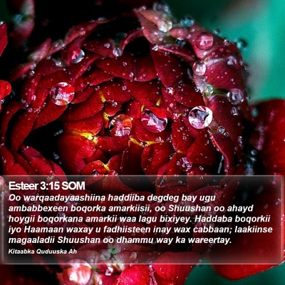 Esteer 3:15 SOM Bible Verse Image