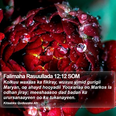 Falimaha Rasuullada 12:12 SOM Bible Verse Image