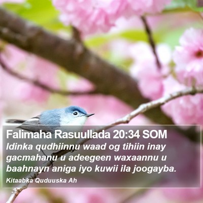 Falimaha Rasuullada 20:34 SOM Bible Verse Image